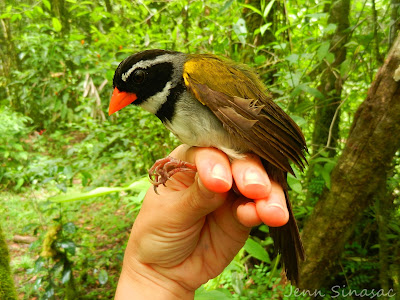 Orange-billed Sparrow