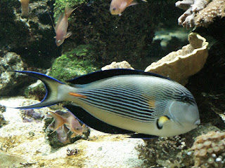 Poisson chirurgien zébré - Acanthurus sohal 