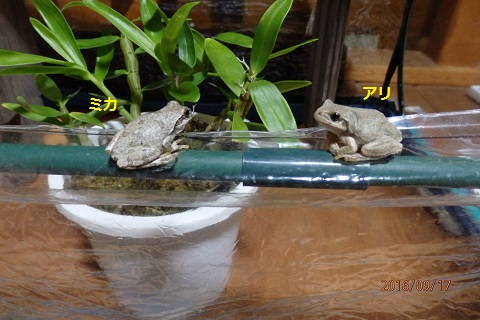 アマガエルのお話 自分で歩いて