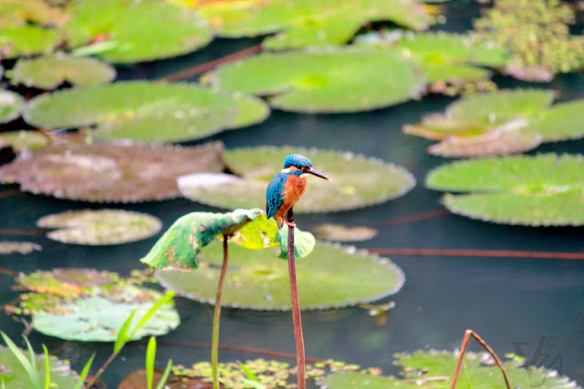 Common Kingfisher or the Eurasian Kingfisher