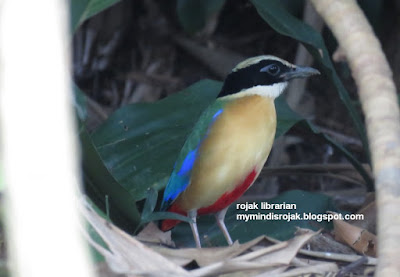 Blue-winged Pitta in Bidadari