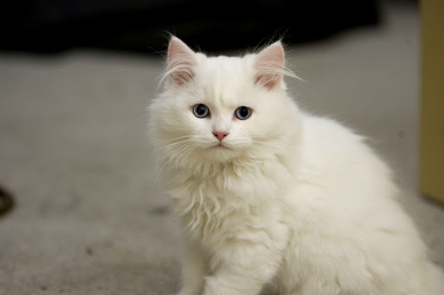 White Cymric Breed Cat photo