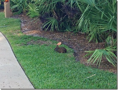 Running at Disney's Vero Beach Resort (4)