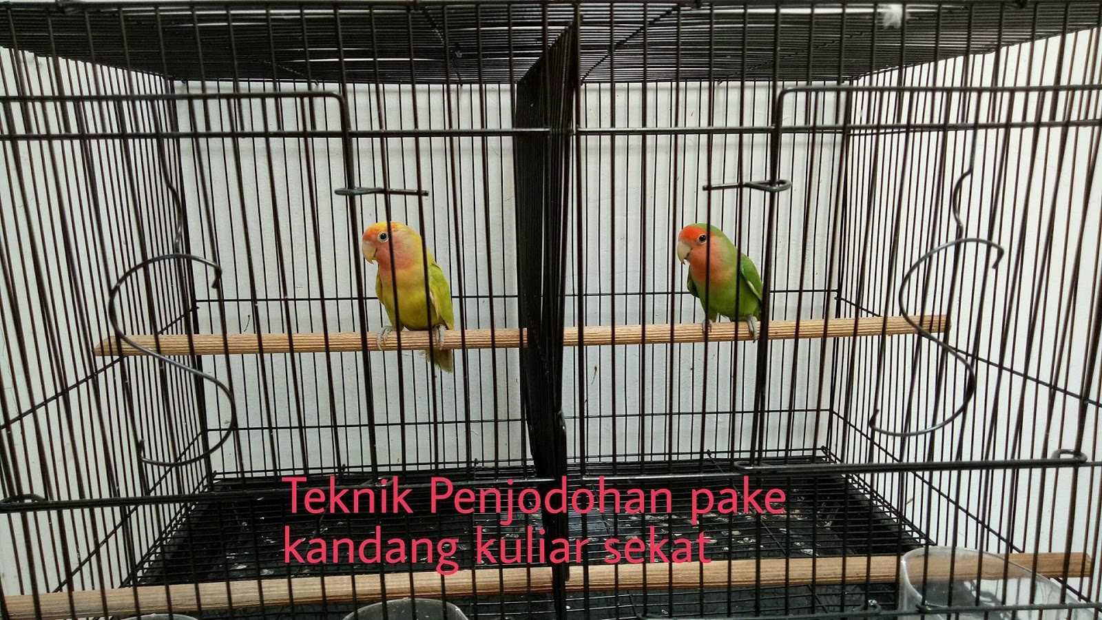 Lovebird Lover Indonesia Tips Trik Lovebird Lover Indonesia