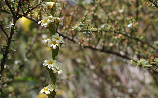 Sisyrinchium Striatum Flowers Pictures