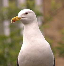 Lesser black-backed gull - Larus fuscus