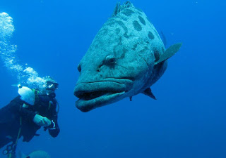 Scuba Diving with sharks 