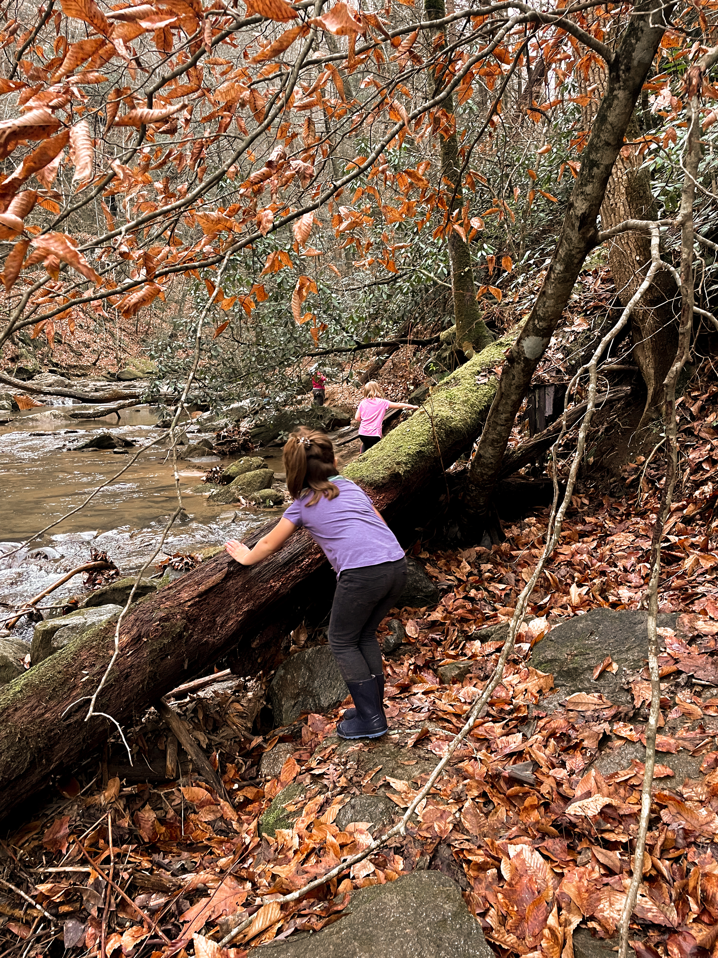 Little Bradley Falls Trail–Cove Creek in Saluda, NC