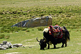 black hairy yak in Ladakh