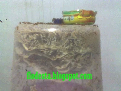 Cara Memberi Makanan Ternak Kroto