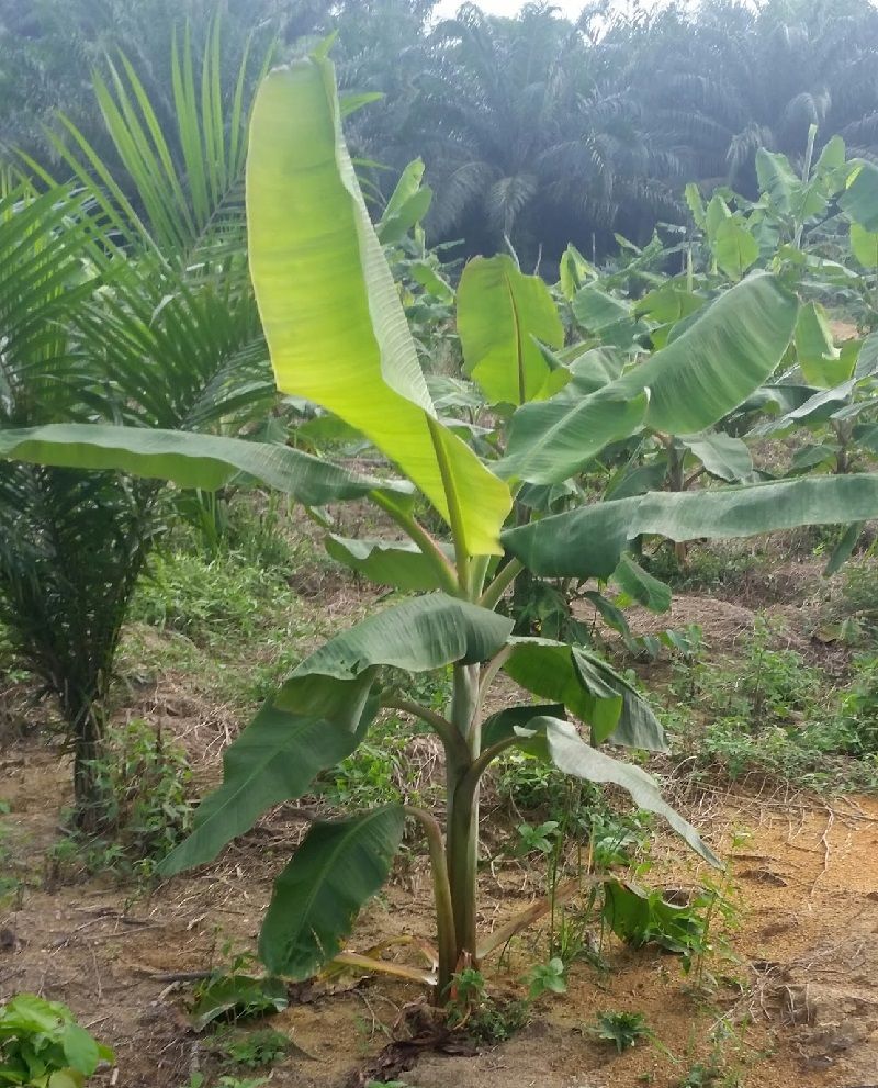 Perbedaan Pisang Raja Nangka Dan Pisang Tanduk Jenis 