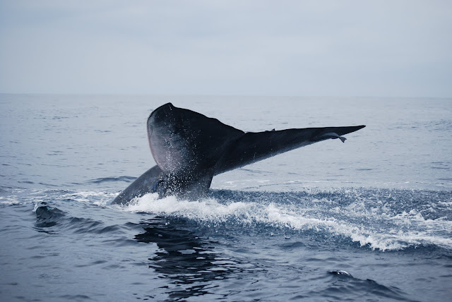 blue whales, blue whales desktop wallpapers