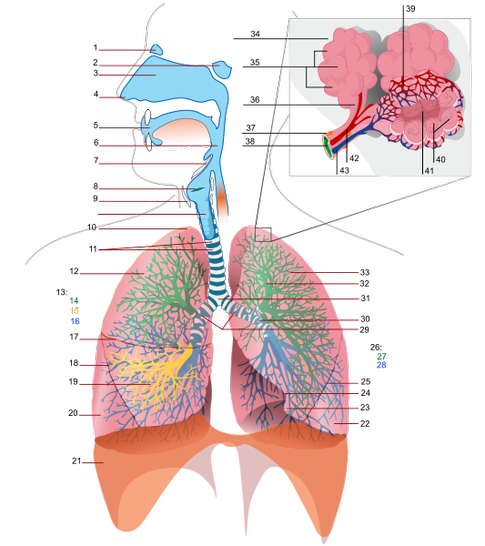 impaired gas exchange nursing care plan for bronchitis impaired gas 