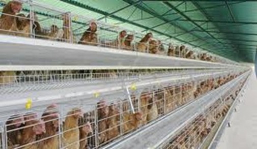 cages-poultry