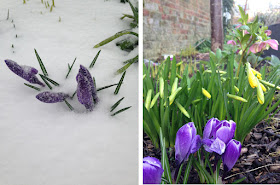 UrbanVegPatch: Crocus in snow, spring flowers
