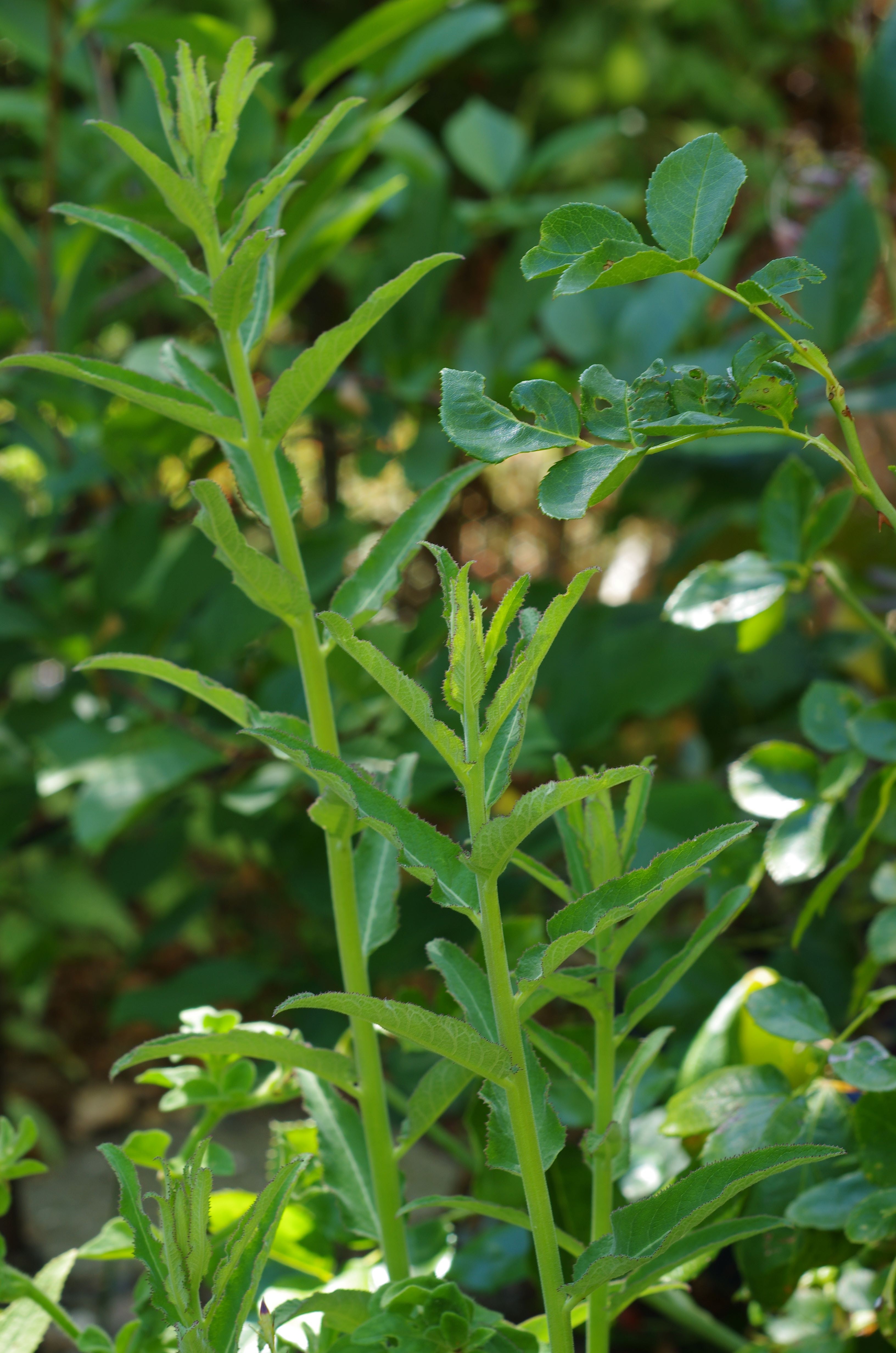 Siphocampylus tupaeformis leaves and stalks