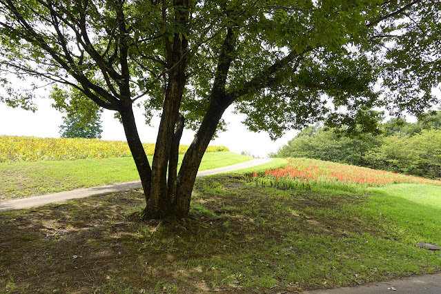 鳥取県西伯郡南部町鶴田　とっとり花回廊　花の丘