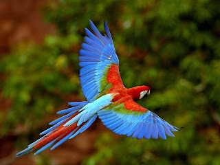 Flying parrots Australia high resolution images 