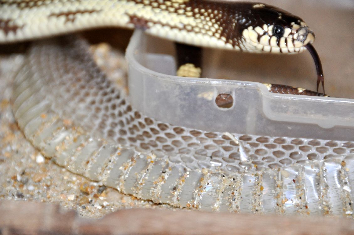 Seaview Wildlife Encounter: California King Snake's first 