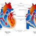 cours Physiologie Végétale