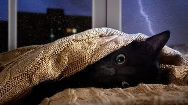 Do Cats Feel Cold?