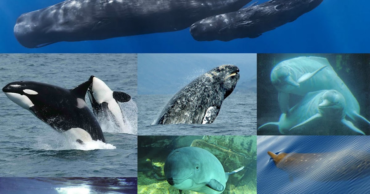 Info Hewan  Tumbuhan Prasejarah Cetacea ordo mamalia  laut 