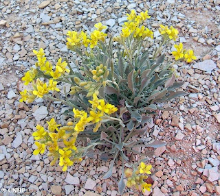 Physaria obcordata