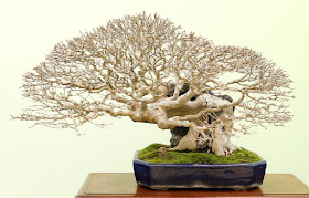 Taiken-Ten Bonsai exhibition - most of Bonsai exhibition are in autumn, thats when the trees manifest their true beauty