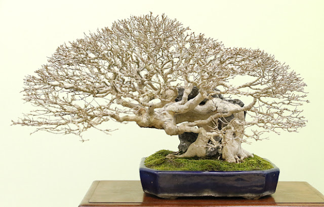 Taiken-Ten Bonsai exhibition - most of Bonsai exhibition are in autumn, thats when the trees manifest their true beauty