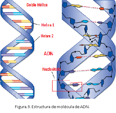 Acidos Nucleicos Uia Introduccion
