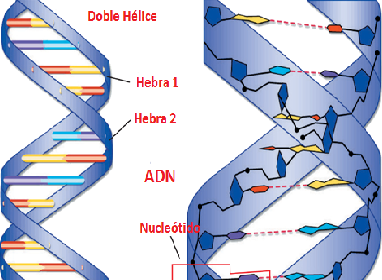 La Forma Helicoidal Del Adn Se Debe Ala Presencia De