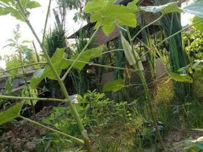 Okra, sumber serat kaya manfaat