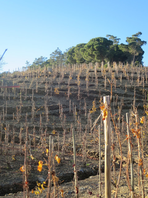 vignobles-de-Banyuls.jpeg