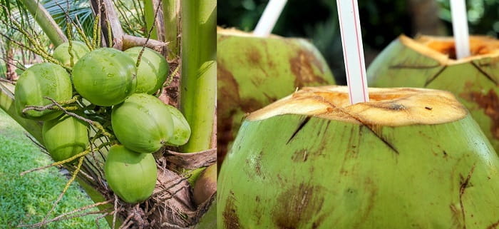 Where Does the Water in Coconut Come From? | How Water Is Formed Inside The Coconut??