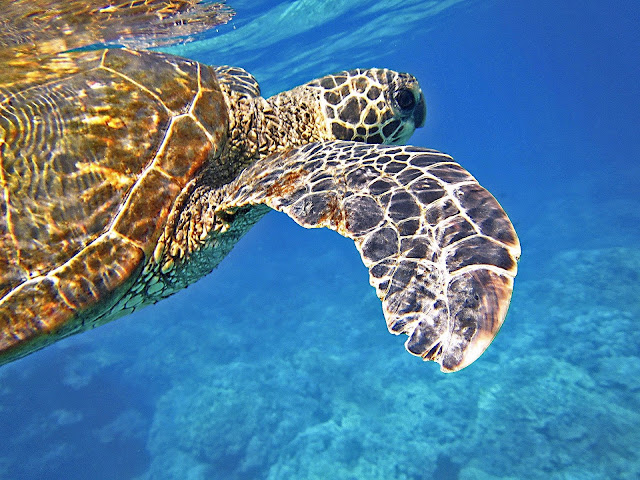 Costa rica, el paraíso de las tortugas marinas