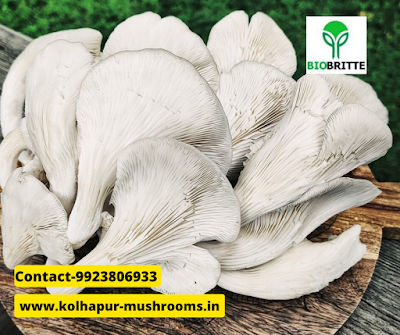 Mushroom Training Center in Nashik