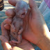 Gato nasce com ‘aparência humana’ no município de Várzea da Roça