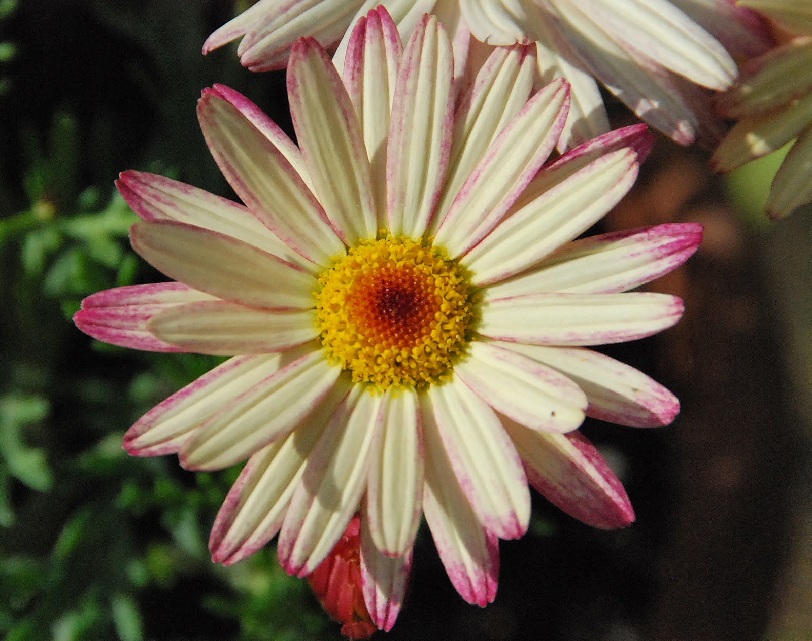 ¿Cómo encontrar varios tipos de flores? eHow en Español - Fotos De Varios Tipos De Flores