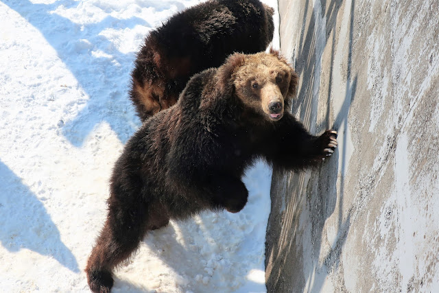 北海道 のぼりべつクマ牧場 登別