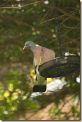 birds and feeders-4
