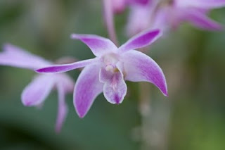 Dendrobium Specio Kingianum,デンドロビウム・スペキオキンギアヌム