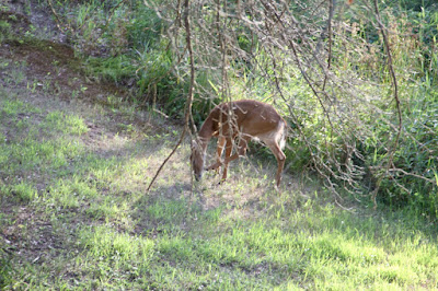 yesterday’s visitor to the “wet spot"