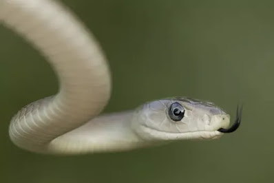 A stock photo shows a black mamba snake close-up. The snake is fast and has deadly venom. STUPORTS/GETTY