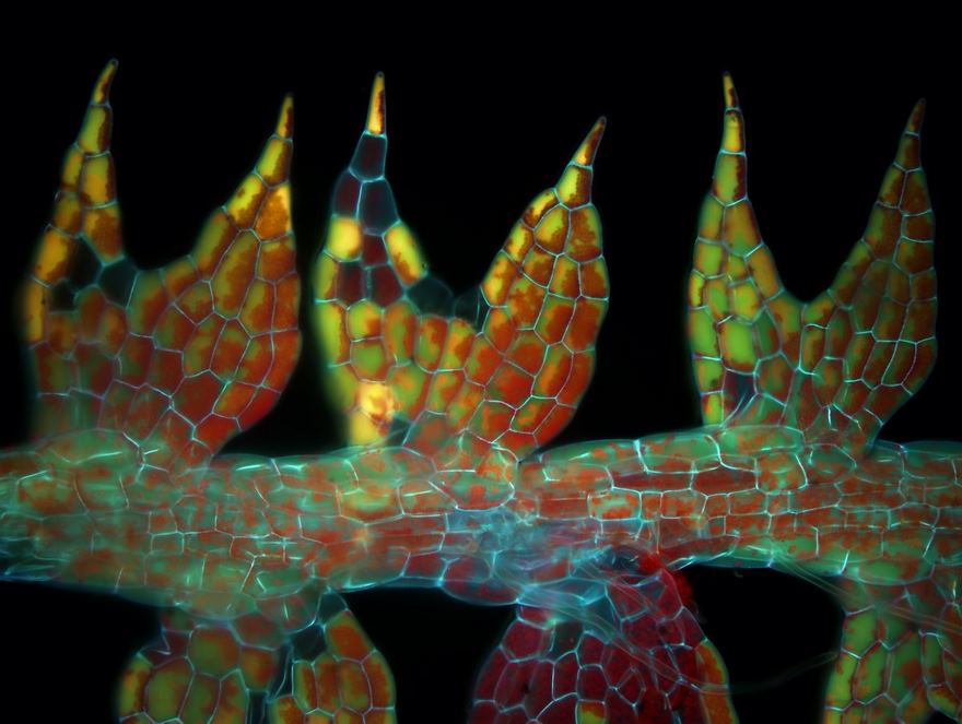 2016 Nikon Macro Photo Contest Winners Show The World Like You’ve Never Seen Before - Leaves Of A Liverwort