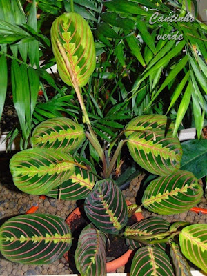 Cuidados com a maranta