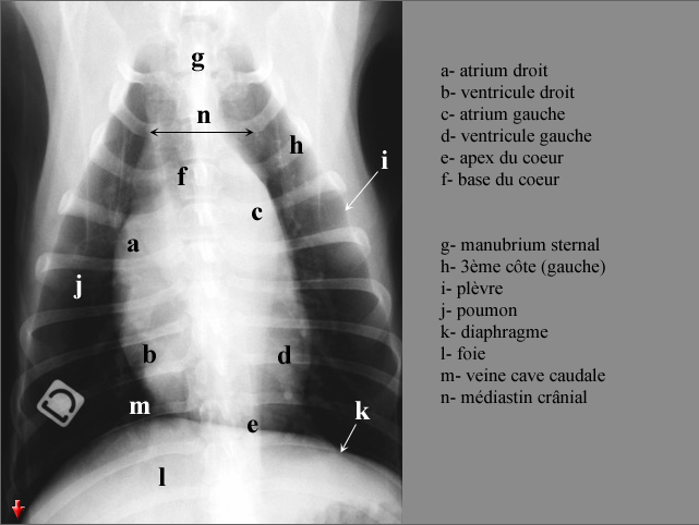 Radiologie Chien Et Chat Vetbookdz