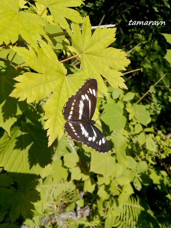 Бабочка пеструшка (Neptis sp.)