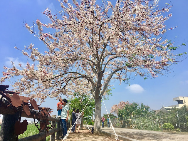 Pink shower trees in Xigang, Tainan, Taiwan