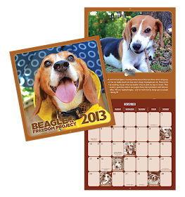 2013 Beagle Freedom Project calendar