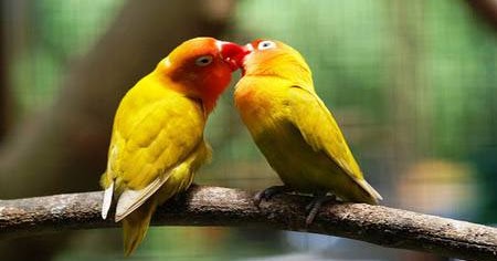 Cara Menjodohkan Burung Lovebird yang Baik dan Efektif